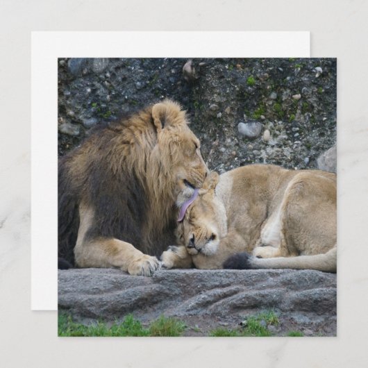 Mighty Lion Love (Voorkant / Achterkant)