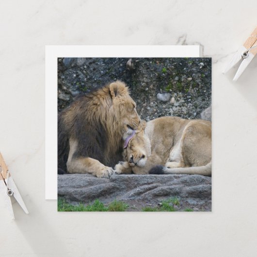 Mighty Lion Love (Voorkant / Achterkant in situ)