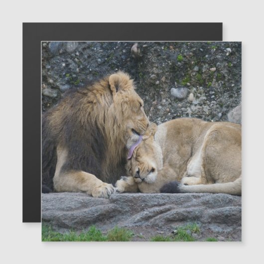 Mighty Lion Love (Voorkant / Achterkant)