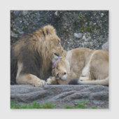 Mighty Lion Love (Voorkant)