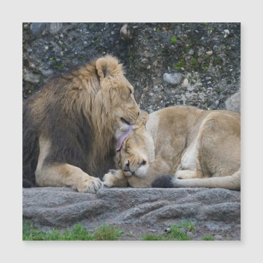 Mighty Lion Love (Voorkant)