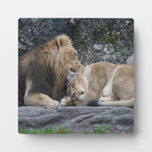 Mighty Lion Love Fotoplaat