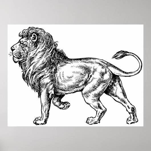 Mighty Lion Sketch Poster (Voorkant)