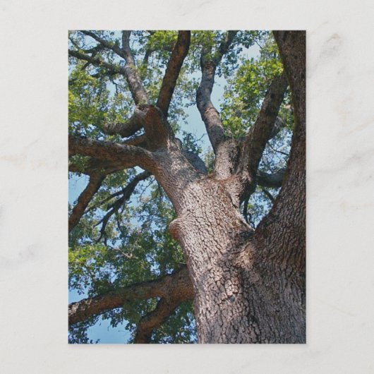 Mighty Oak Briefkaart (Voorkant)