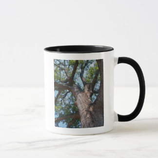 Mighty Oak Mok