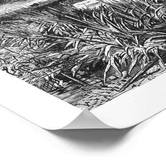 Mighty Oak Tree  zwart-wit Poster (Hoek)