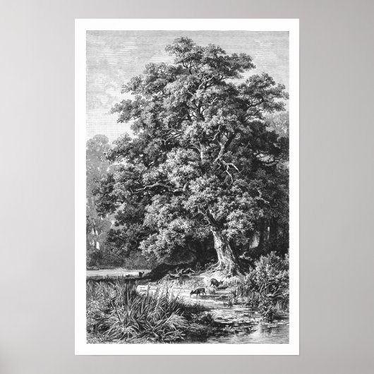 Mighty Oak Tree  zwart-wit Poster (Voorkant)