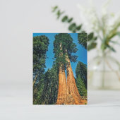 Mighty Redwood Briefkaart (Staand voorkant)