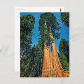 Mighty Redwood Briefkaart (Voorkant / Achterkant)