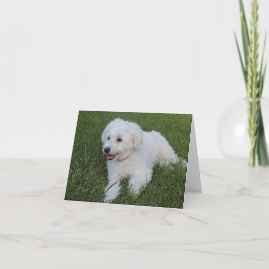mignon chien blanc moelleux sur une carte (Devant)