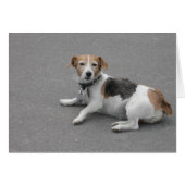 Mignonne Beagle Mongrel (Devant horizontal)