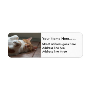 Mignonne chat dort Retourner l'adresse Étiquettes