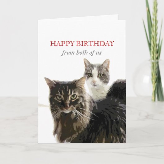 mignonne chatte carte d'anniversaire de kitty cat (Devant)