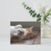 Mignonne orange chat dormir Carte postale (Debout devant)