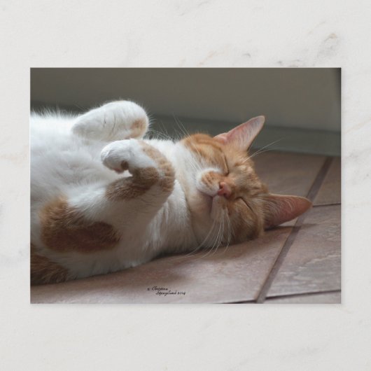 Mignonne orange chat dormir Carte postale (Devant)