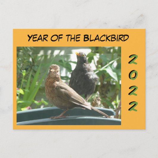 Mignons Blackbirds Pair Année 2022 Coupe. Carte po (Devant)