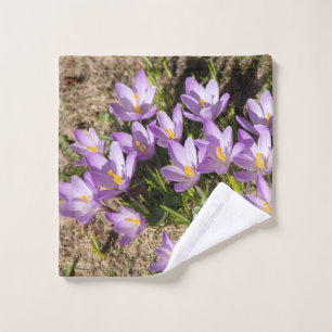 Mignons crocus de printemps