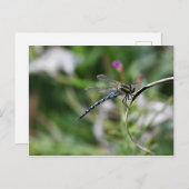 Migrant Hawker Dragonfly Briefkaart (Voorkant / Achterkant)