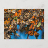 Migrating monarch butterflips cling to leaves briefkaart (Voorkant)