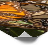 Migrating monarch butterflips cling to leaves poster (Hoek)