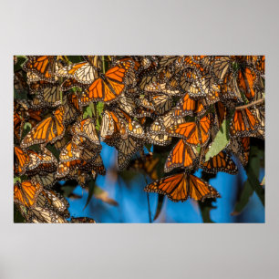 Migrating monarch butterflips cling to leaves poster