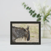 Migration des espèces sauvages Carte postale de la (Debout devant)