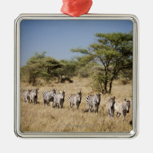 Migrerende zebra, Tanzania Metalen Ornament