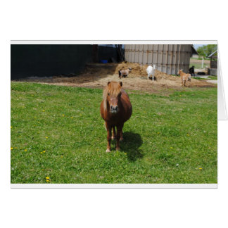 MIin paarden