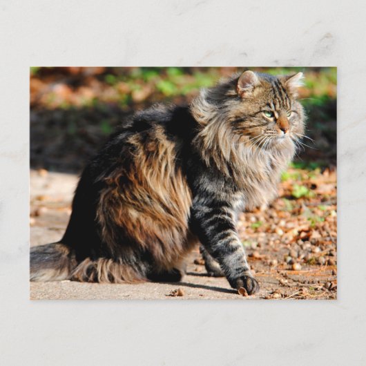 Mijn Acorn Maine Coon Cat Briefkaart (Voorkant)