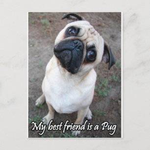 Mijn beste vriend is een pug briefkaart