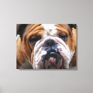 Mijn brutale hond is Gezegde Bulldog!!! Canvas Afdruk