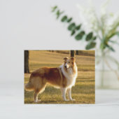 Mijn Collie Briefkaart (Staand voorkant)