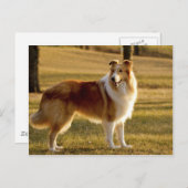 Mijn Collie Briefkaart (Voorkant / Achterkant)