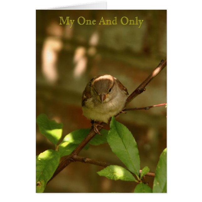 Mijn enige (Voorkant)