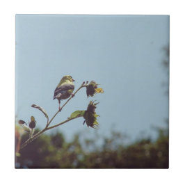 Mijn favoriete kleine bezoekers. #bird #natuur #wi tegeltje