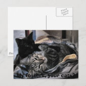 Mijn fosters, jullie katten? briefkaart (Voorkant / Achterkant)