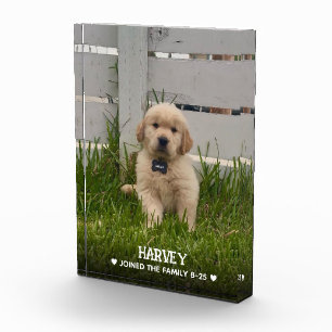 Mijn Hond Foto