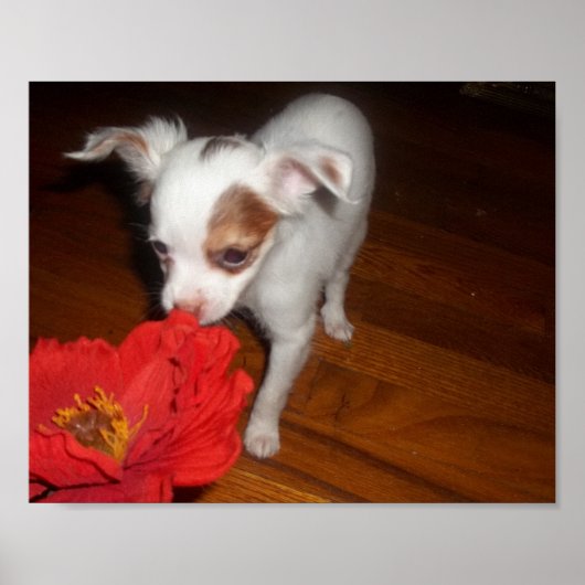 Mijn hond poster (Voorkant)