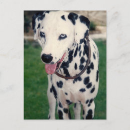 Mijn huisdier vriend aangepaste foto briefkaart