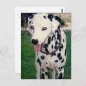 Mijn huisdier vriend aangepaste foto briefkaart (Voorkant / Achterkant)