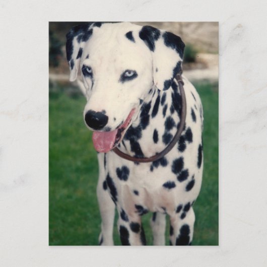 Mijn huisdier vriend aangepaste foto briefkaart (Voorkant)