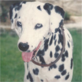 Mijn huisdier vriend aangepaste foto sticker (Voorkant)