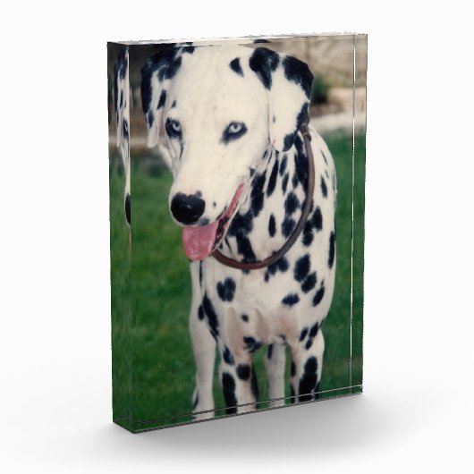 Mijn huisdier vriend Upload je eigen Afbeelding Cu Fotoblokken (Links)