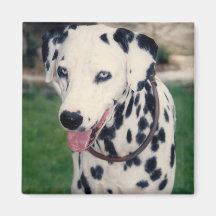 Mijn huisdier vriend upload je eigen foto op maat