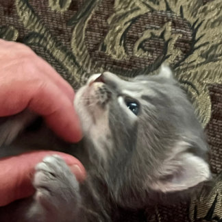 Mijn kat gedraagt zich beter, katten mok