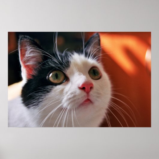 Mijn kat poster (Voorkant)