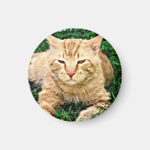 Mijn kat Rudy Magnet Magneet