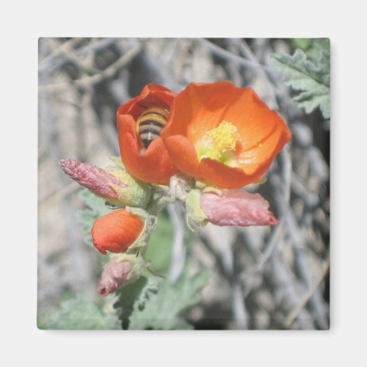 Mijn kleine honingbijen magneet (Voorkant)