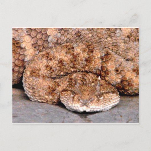 Mijn kleine Viper Briefkaart (Voorkant)