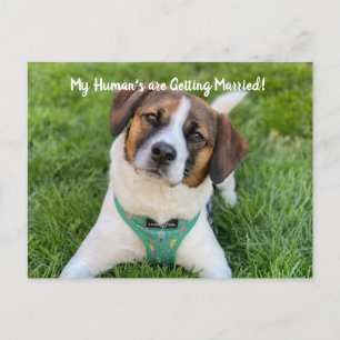 Mijn Mensen Gaan Trouwen Hond Foto Save The  Aankondigingskaart